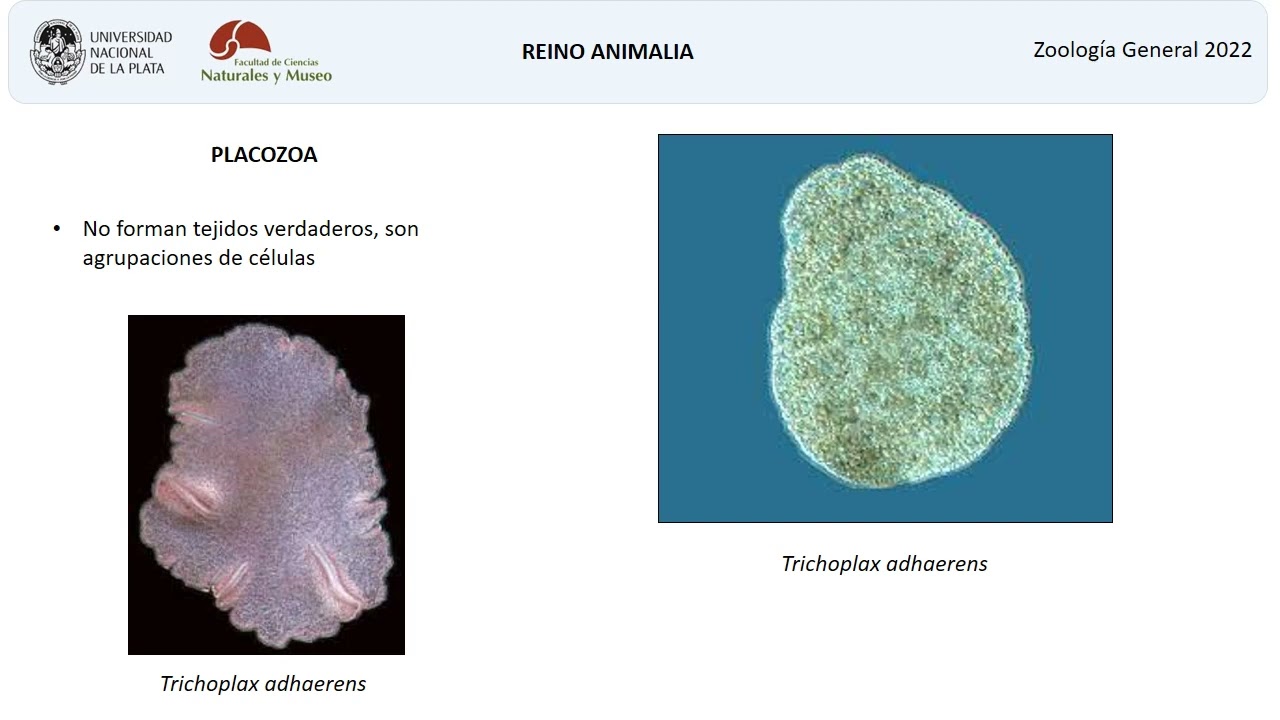 Origen de los Metazoos,  Mesozoa, Placozoa y Porifera.