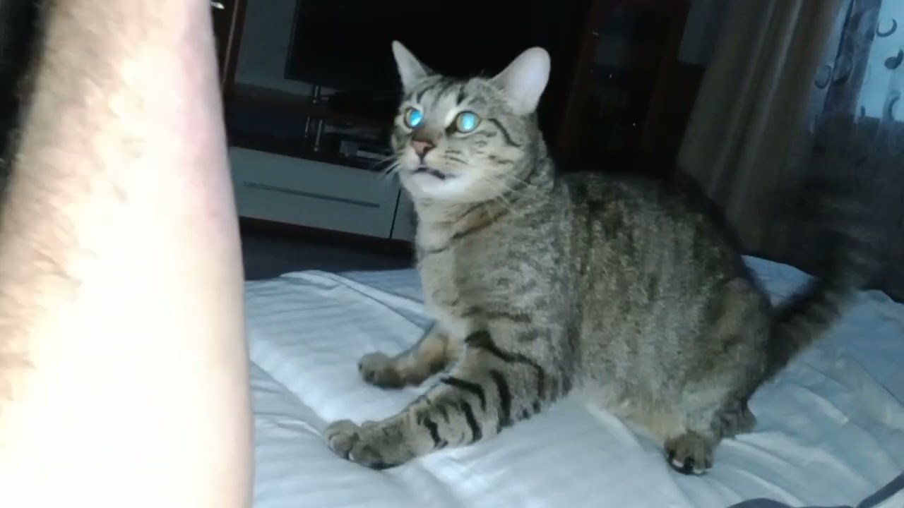 Котик нападает на руку