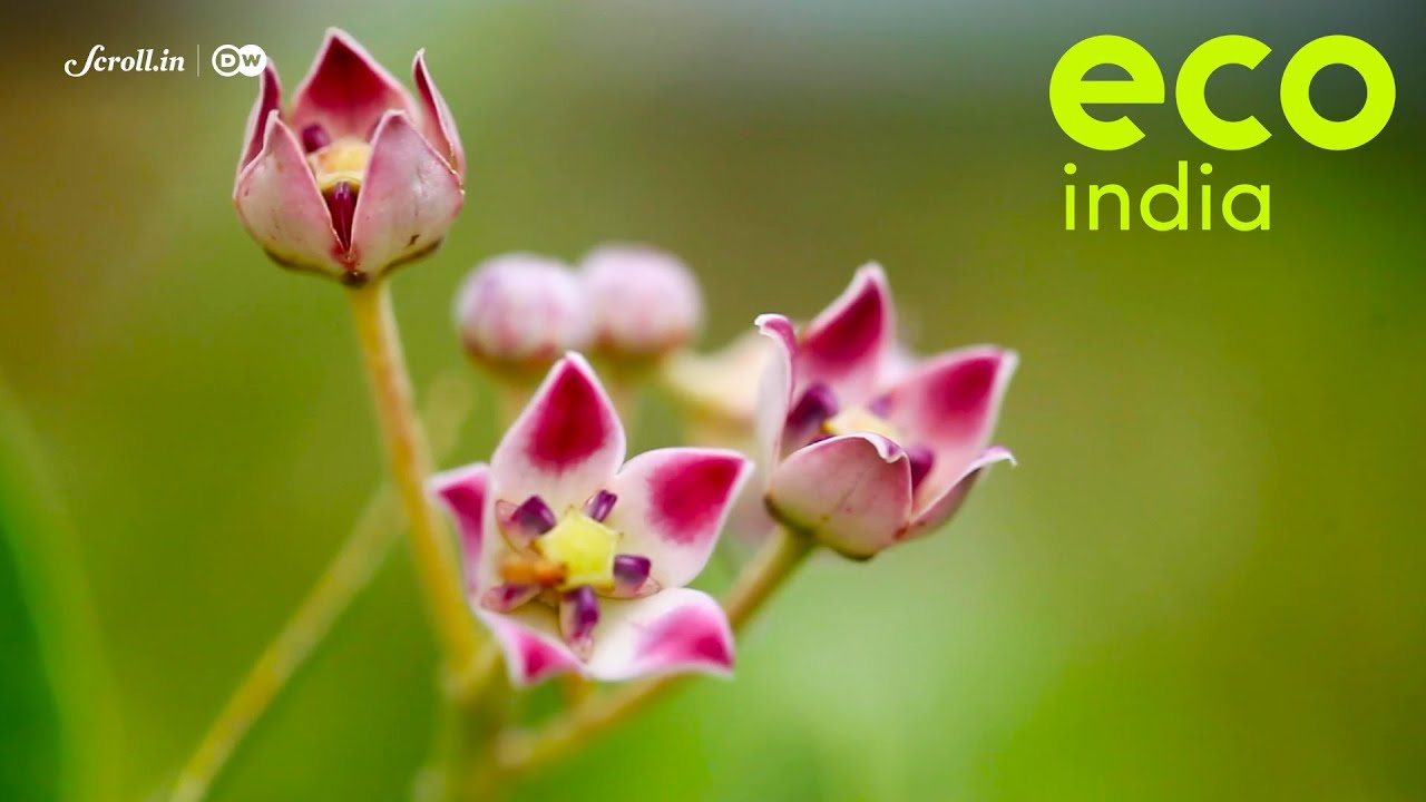 Eco India: A source of sustainable fibre, the calotropis plant is Puducherry’s best kept secret