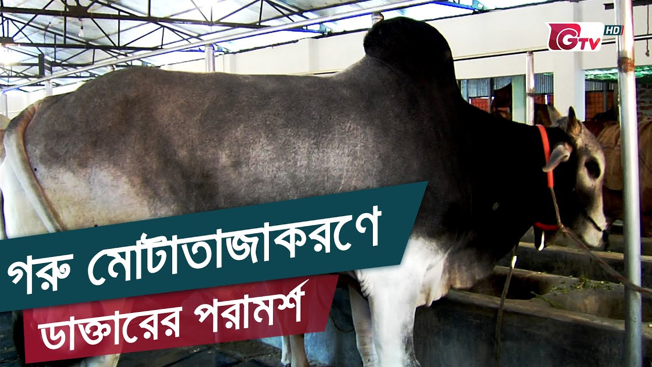 গরু মোটাতাজাকরণে ডাক্তারের পরামর্শ | Doctor's Advice On Cow Fattening | Sobuj Bangla