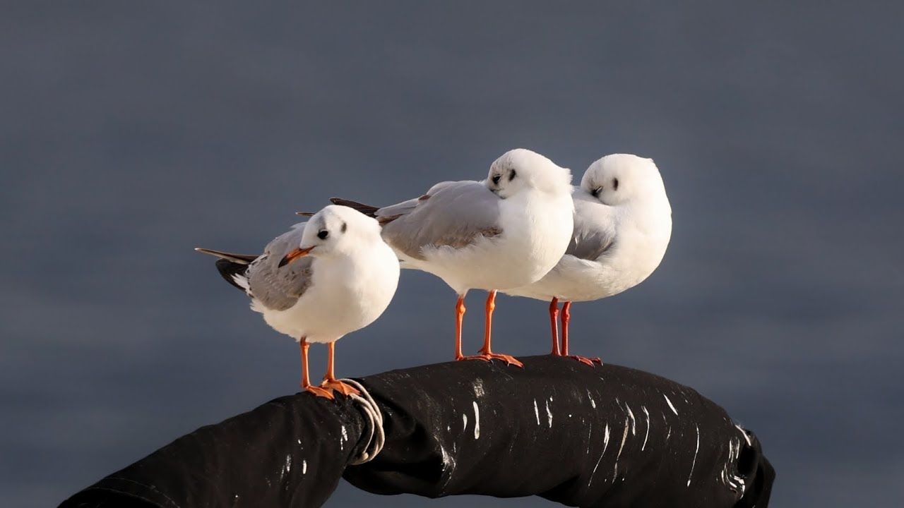 Karabaş martı  / Black-headed Gull  /  Chroicocephalus ridibundus