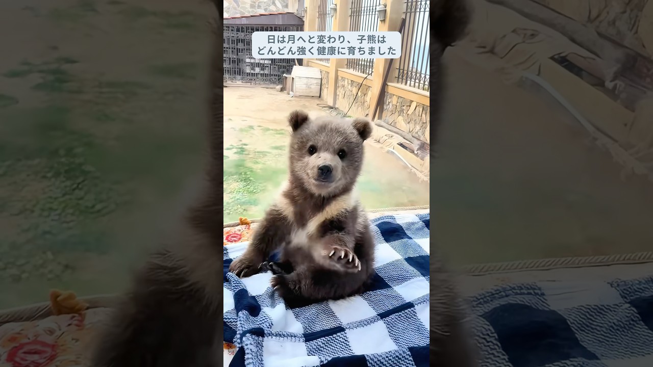 この家族が迷子の子熊が一人でさまよっているのを見つけて家に連れて帰った