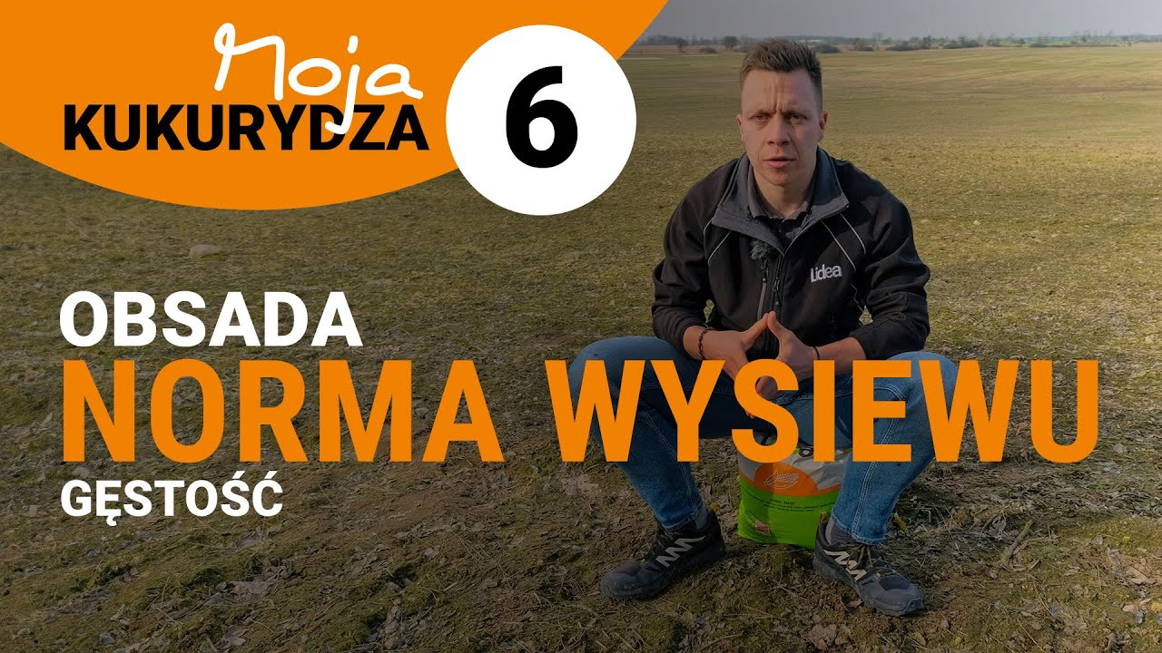 Moja KUKURYDZA 6 Gęstość siewu kukurydzy, właściwa norma wysiewu, osbada roślin