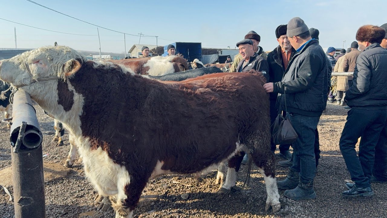 NAMANGAN 🌏CHORVA MOL BOZORI PALTARASHKA BUQALAR NARH NAVOLARI BUGUN 2026_01_02_febral.