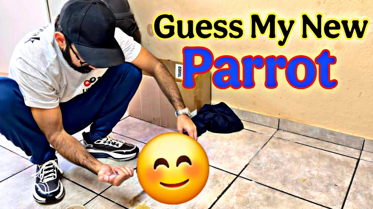 New parrot agya 😃😃😃😃