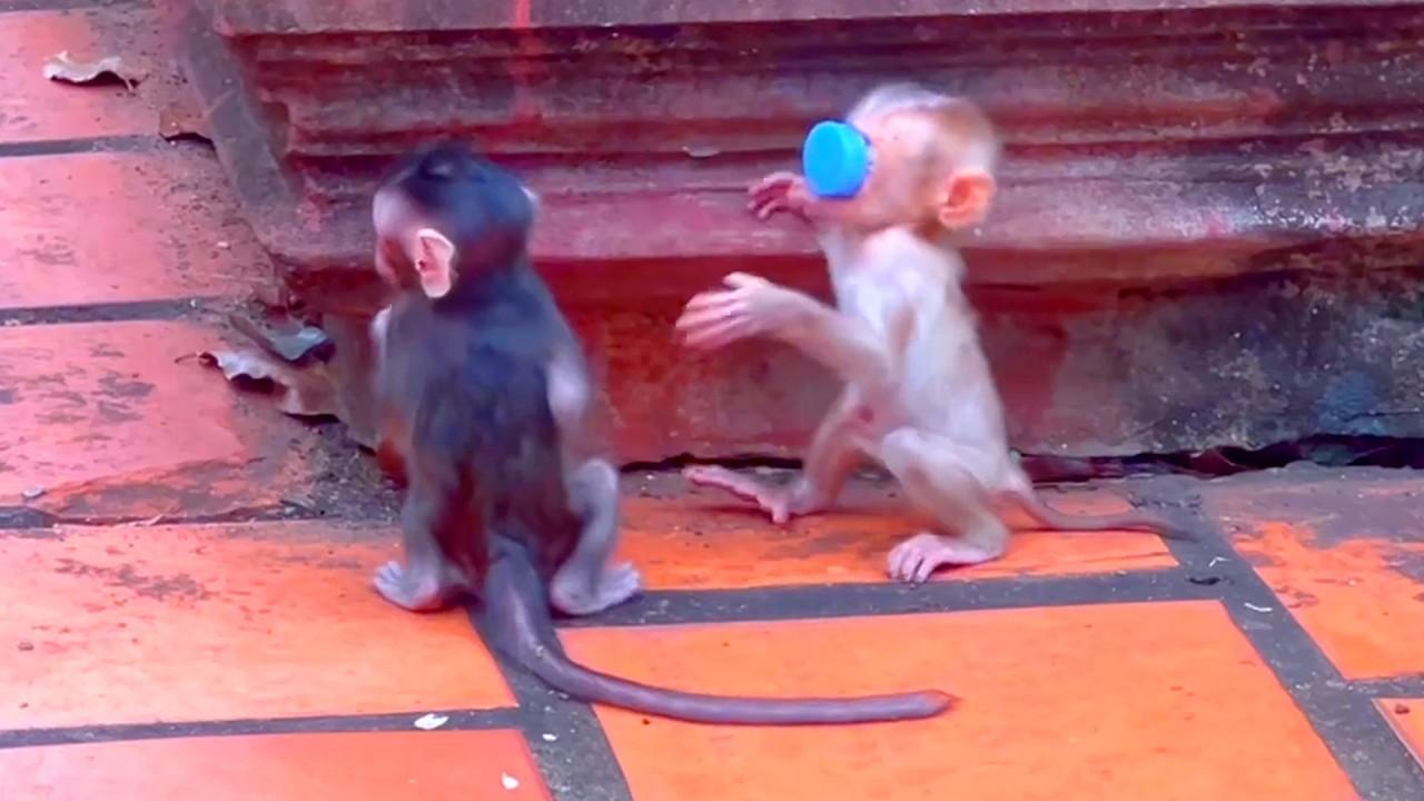 Baby Monkey STEELY Shares Happy Moments with Baby BERNIE 🐒💛