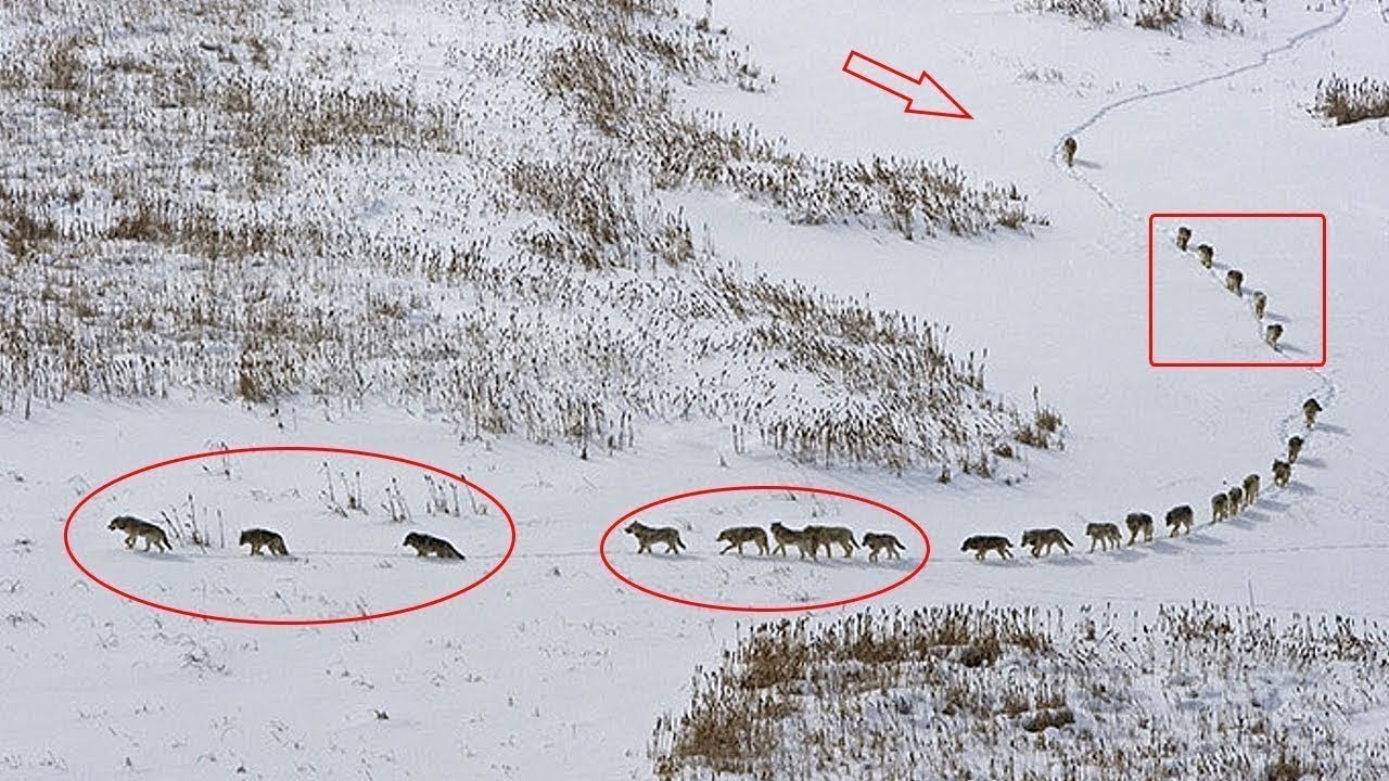 DRUIDAS: La manada de LOBOS m&aacute;s Grande del Mundo, Descendientes de los Lobos Canadienses