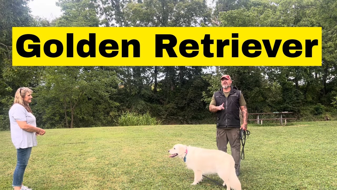 Golden Retriever / Unedited first private session / training owners