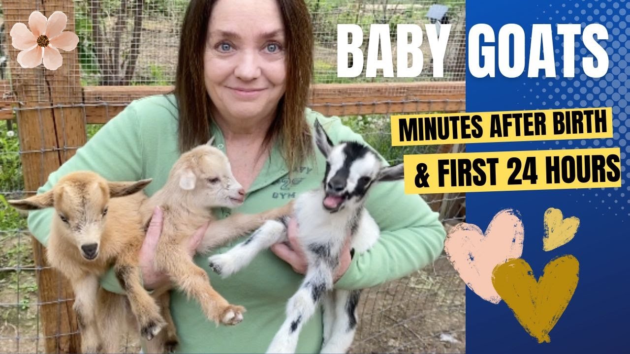 Newborn Baby Goats!!