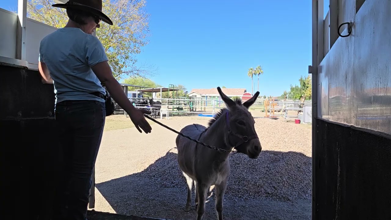 Pearl getting 2 feet in the trailer 1/17 #donkey #trailer