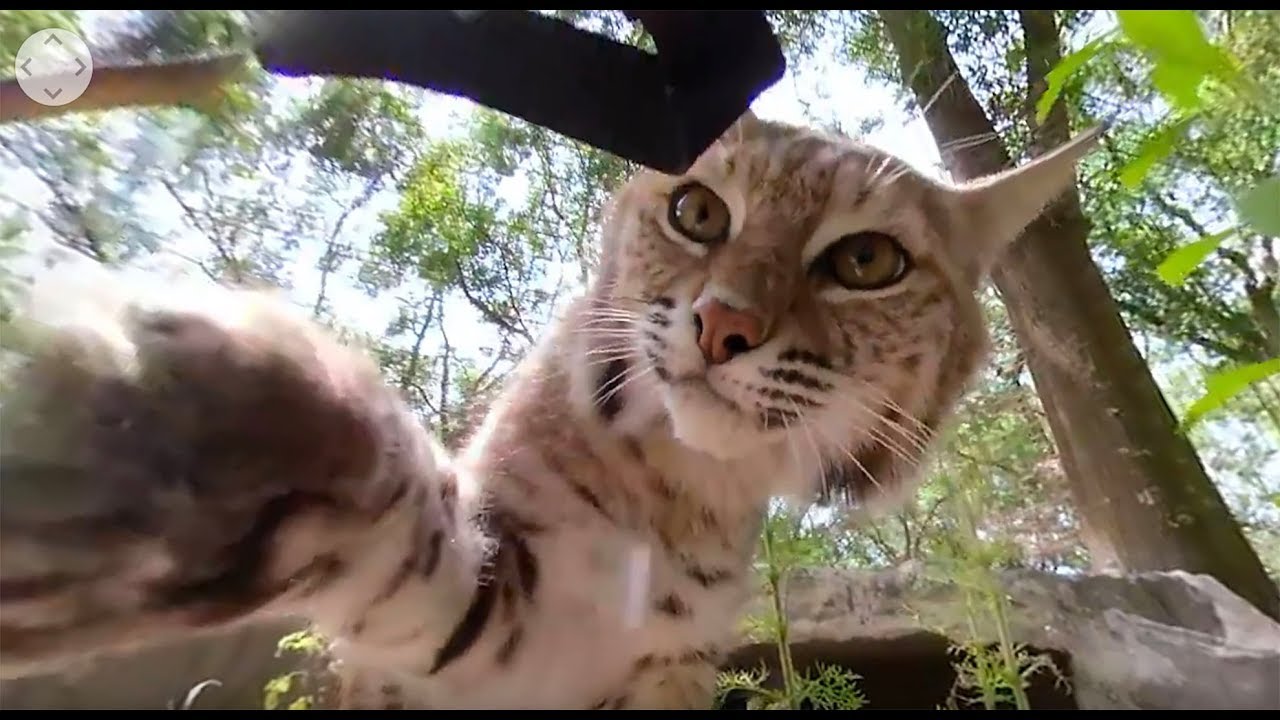 Did that bobcat just spray my camera?