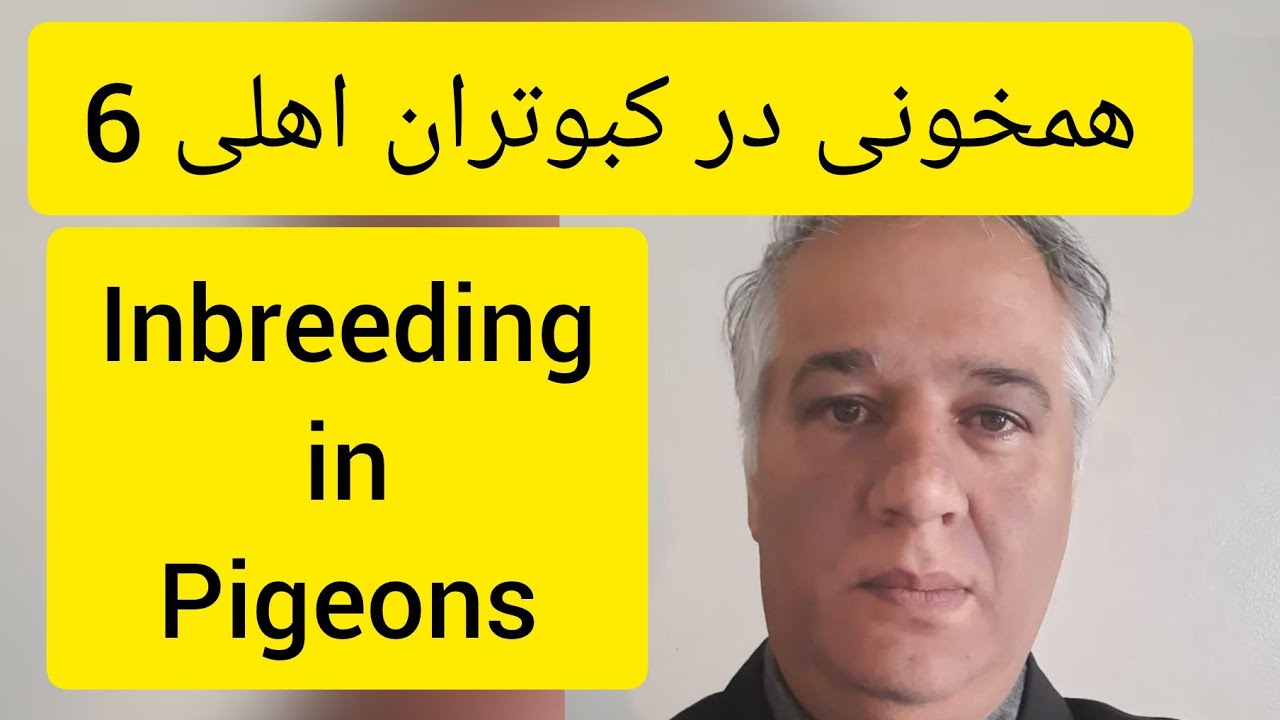 ❤️🔷  همخونی در کبوتران خانگی  (شماره 6 از 11 ) توسط آقای دکتر عباس اسدزاده   Inbreeding in Pigeons