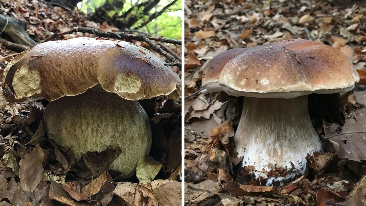 BEST BOLETUS EDULIS 2021 / FUNGHI PORCINI 2021