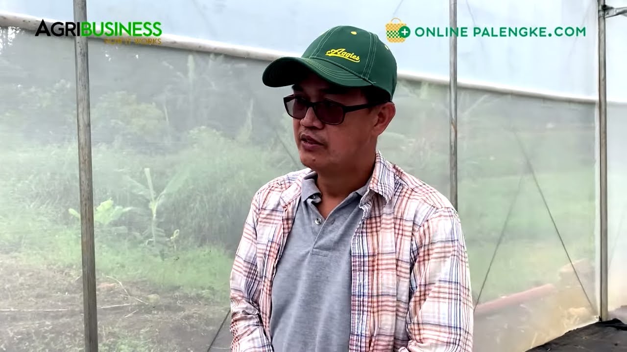 Commercial Greenhouse, Hydroponics and Drip Irrigation for Productivity