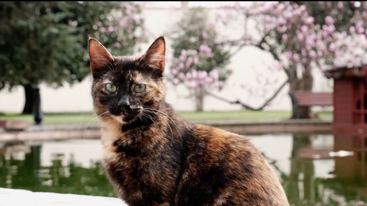 Springtime in Istanbul
