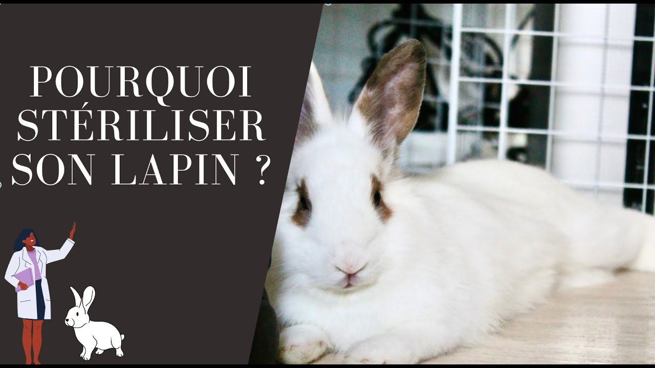 POURQUOI STÉRILISER SON LAPIN ?
