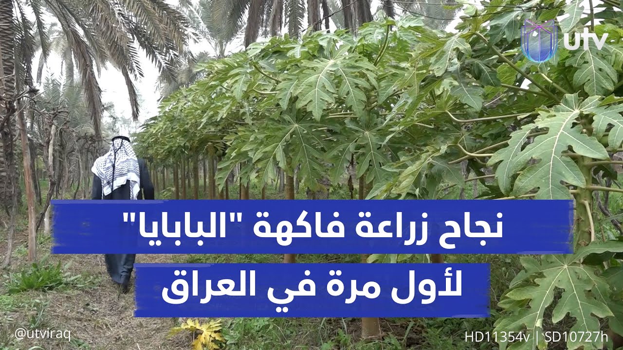 لأول مرة في العراق.. المزارعون ينجحون بزراعة فاكهة 