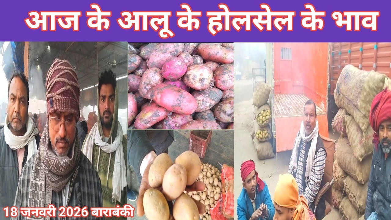 आज के आलू के होलसेल के भाव 18 जनवरी 2026 🥔 Aalu ka bhav 🥔 Shafeeq Barabanki 💯 