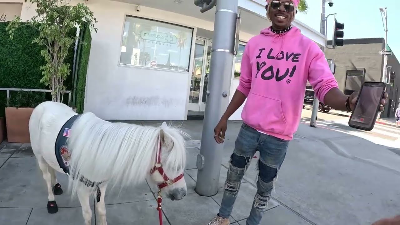 Lt. Rowdy miniature horse walking around Rodeo Dr 8 of 8 92423