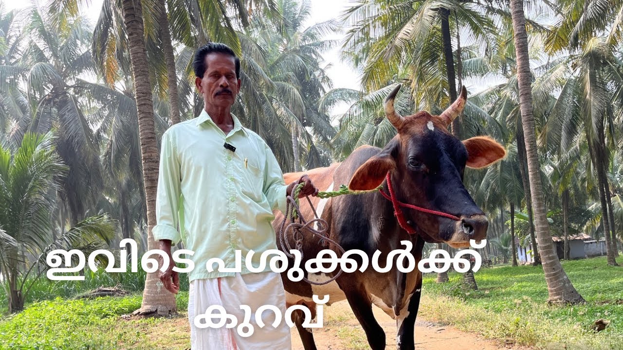 ജഴ്‌സി ചന പശുക്കൾ 45000 മുതൽ ll HF ബ്രീഡ് പശുക്കൾ ഗ്രാമങ്ങളിൽ നിന്നും