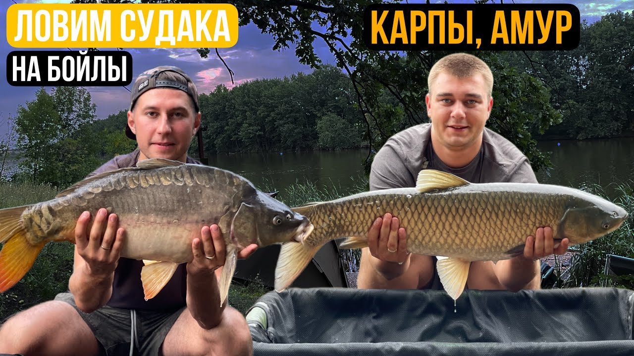 Судак на Бойл! Такого ещё не было) «Карпыч»#carpfishing