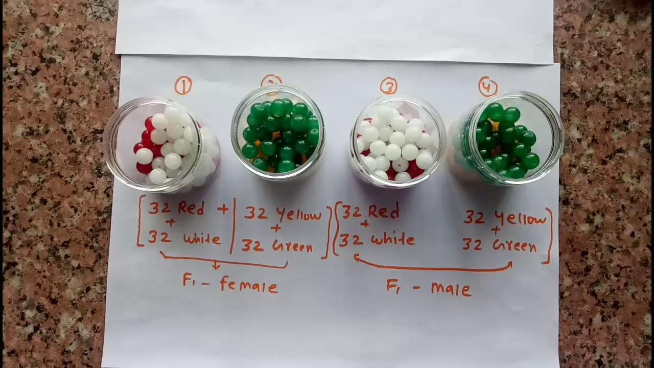 To verify mendel's law of  independent assortment 12th bio practical