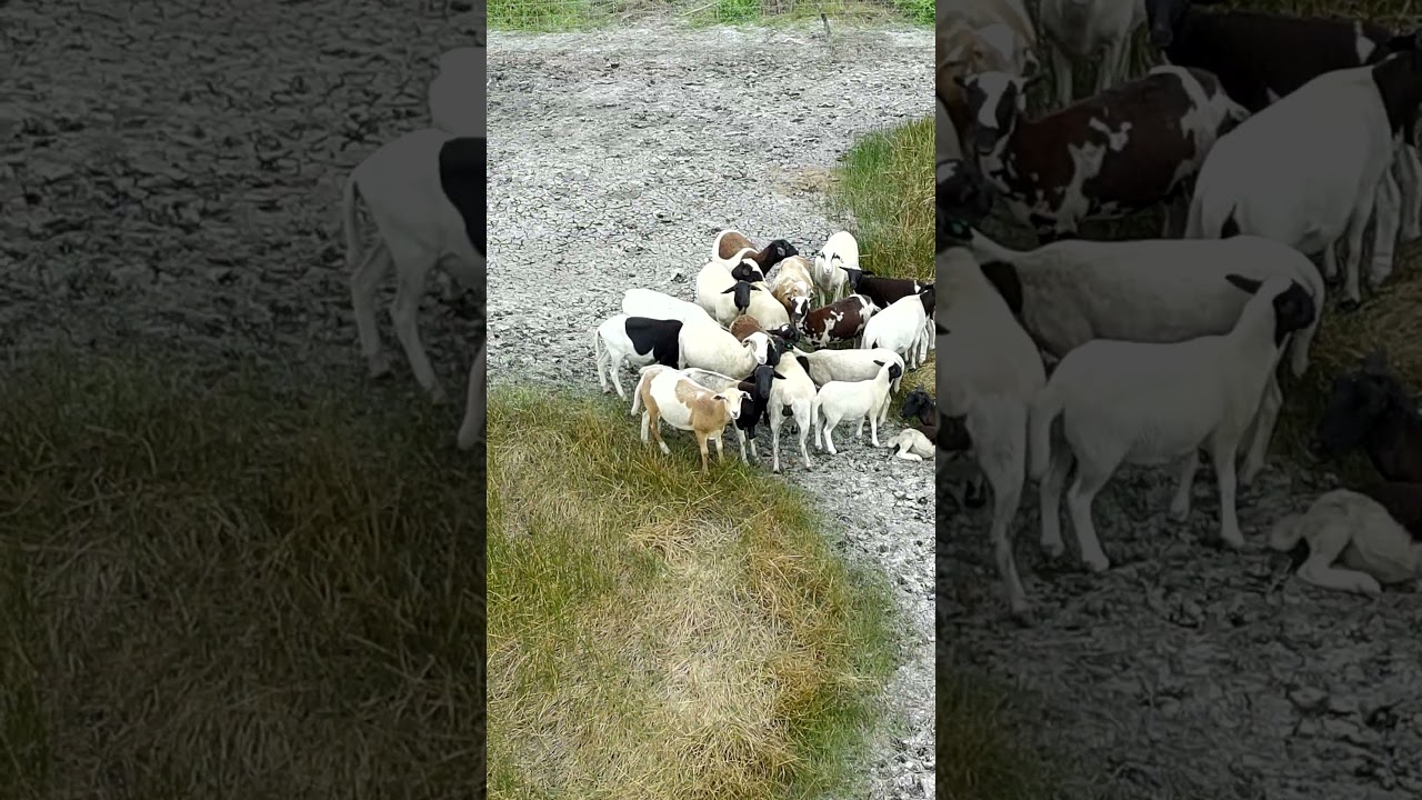 borregas con la llegada del frente frio