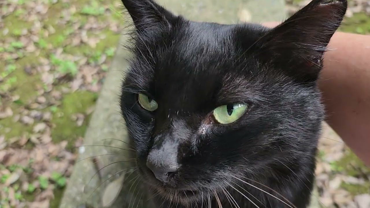 🍀HEALING CAT🐈️ 867