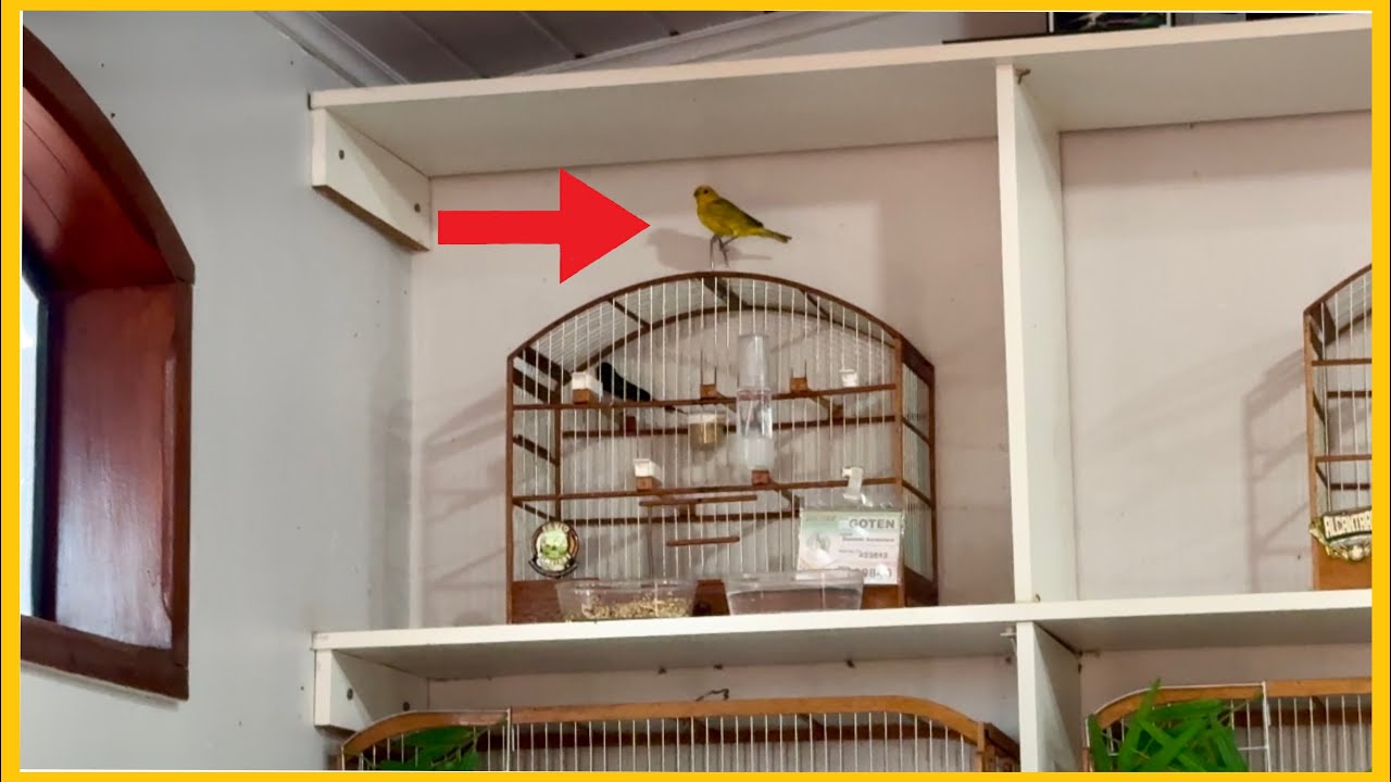 APARECEU AQUI NO CRIATÓRIO ALCÂNTARA CANÁRIO DA TERRA