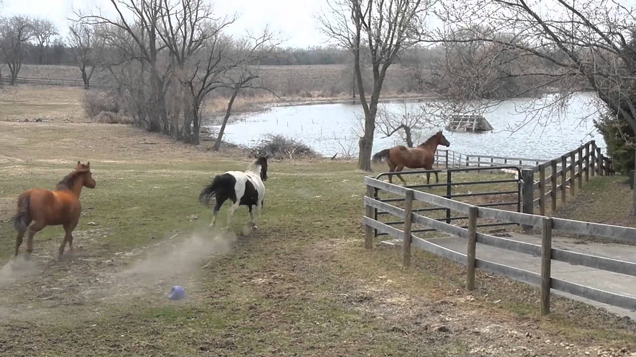 Happy horses
