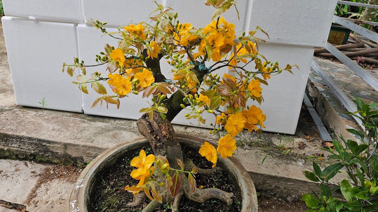 (DA  CÒN 95) 🥰 LÍP 2🥰7/3🥰0368.79.79.89🥰CAMTL,NHƯ  Ý,NNT,SBBL,SBSG,ÔNG THẦY 