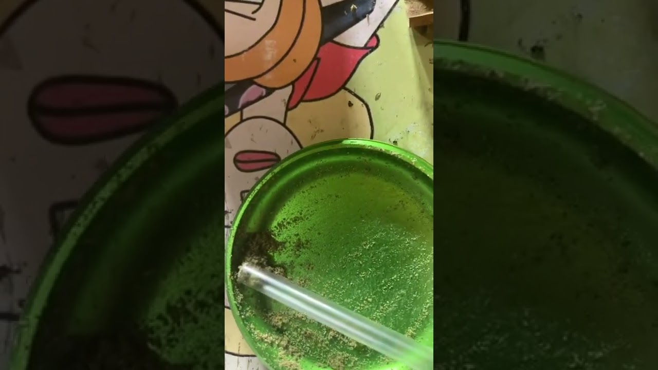 Rolling a triple threat blunt! Live rosin, Kief, an some Gelato!