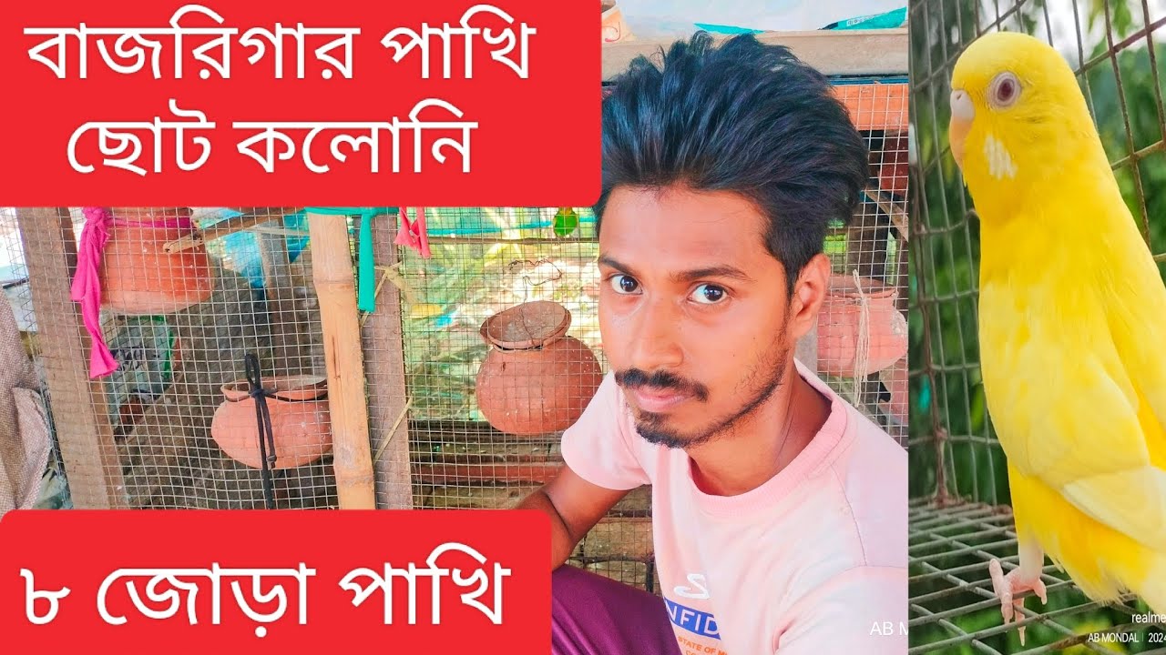 ১০ জোড়া বাজরিগার পাখি কলোনি । মাসে কাতো ইনকাম।#viralvideo #budgies #pets