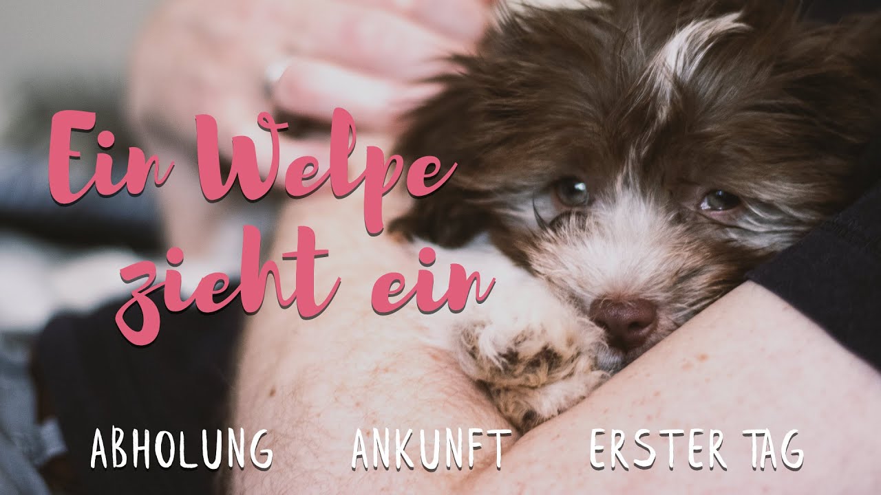 Havaneser Welpe zieht ein & lernt große Schwester kennen - Ob die doch Freunde werden?!