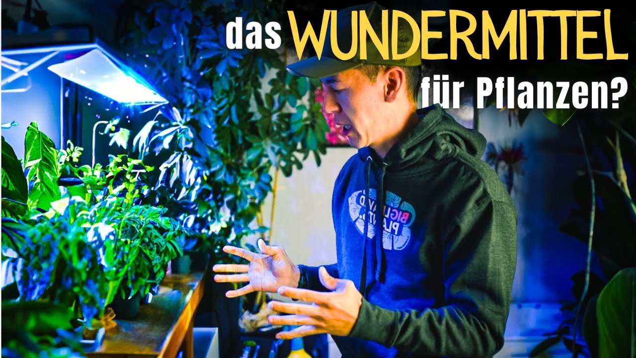 Wachstumswunder oder Hokuspokus? Mein Zimmerpflanzen-Test mit der Keiki Paste!