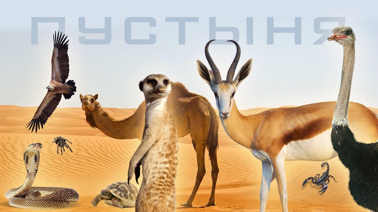 ЖИВОТНЫЕ ПУСТЫНИ для детей | Изучаем животных пустыни и их голоса