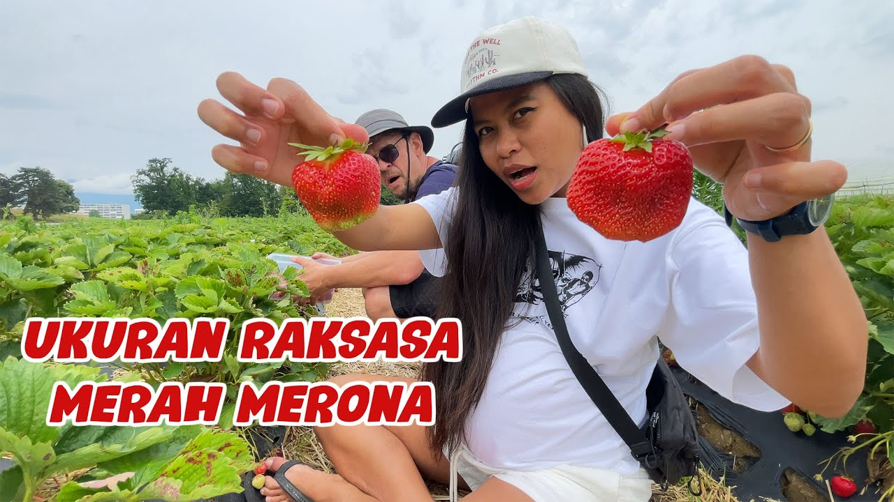 PETIK STRAWBERRY JUMBO SAMPAI KALAP! Size XL Rasa Manis Bikin Ketagihan! 🍓