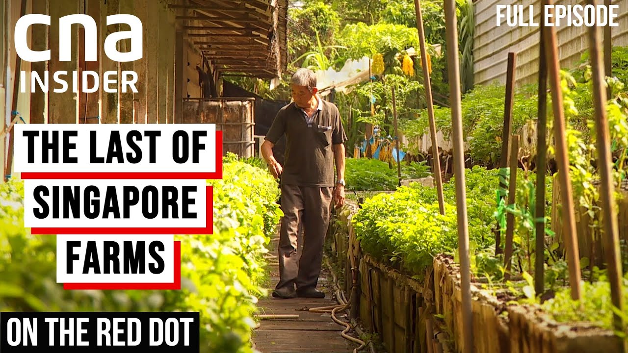 Lim Chu Kang: The End Of An Era Of Farming In Singapore | On The Red Dot | Full Episode