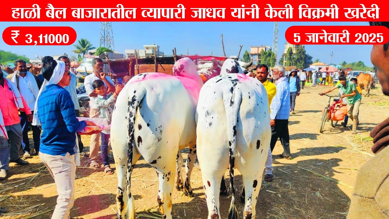 हाळी बैल बाजारातील नवीन वर्षाची सुप्रसिद्ध व्यापारी हरिभाऊ जाधव यांनी केली विक्रमी खरेदी