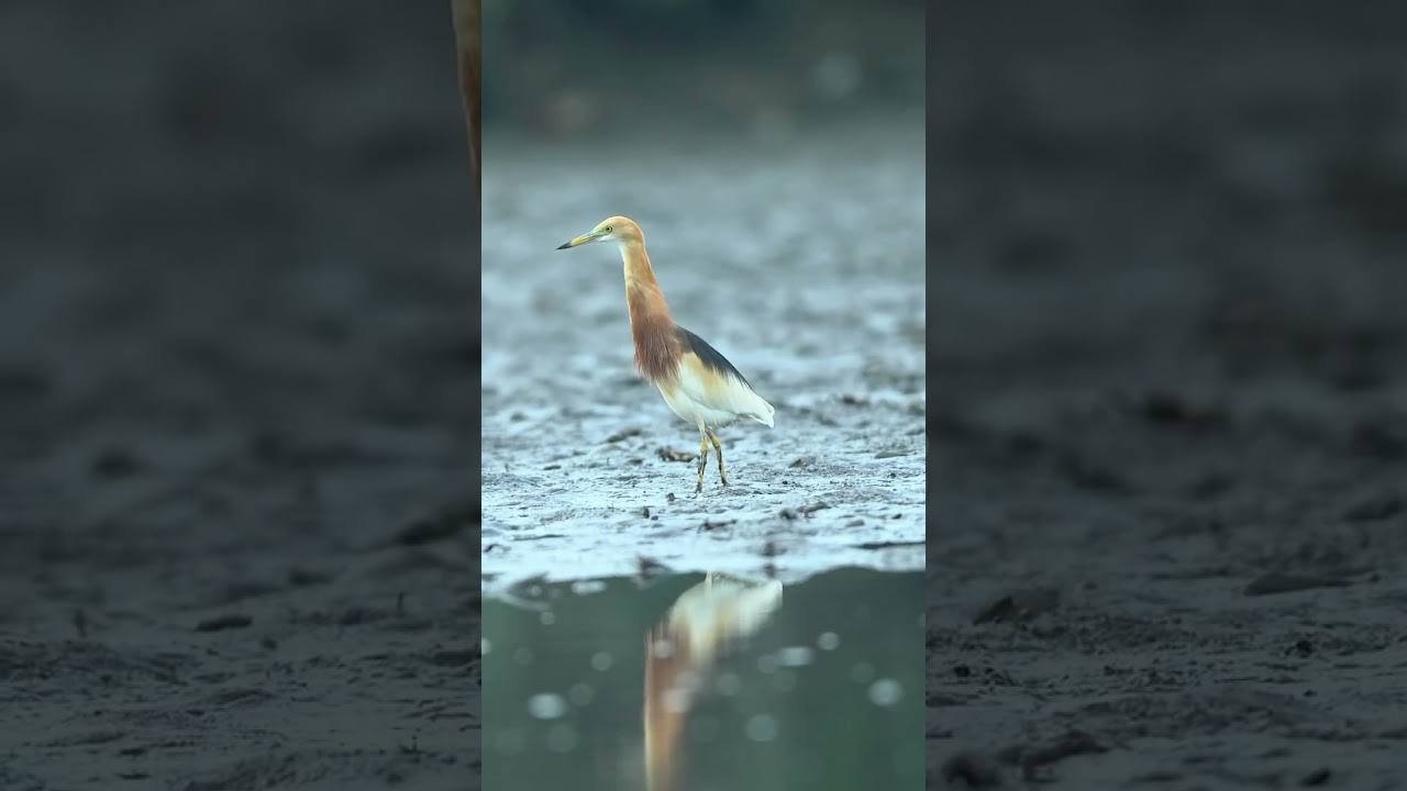 Heron. Sony 400-600mm F6.3-8 G OSS #birds #wildlife #nature #trending #trendingshorts #reelsvideo