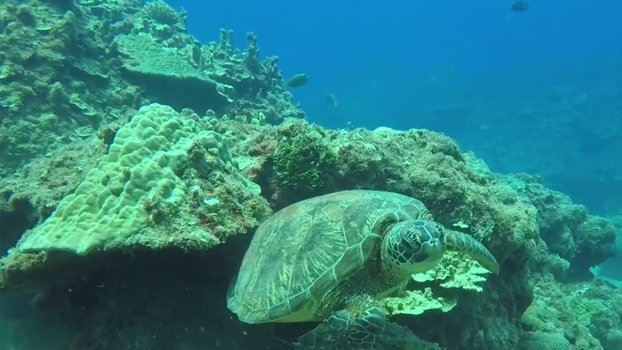 Happy Sea Waves World Underwater 🌊