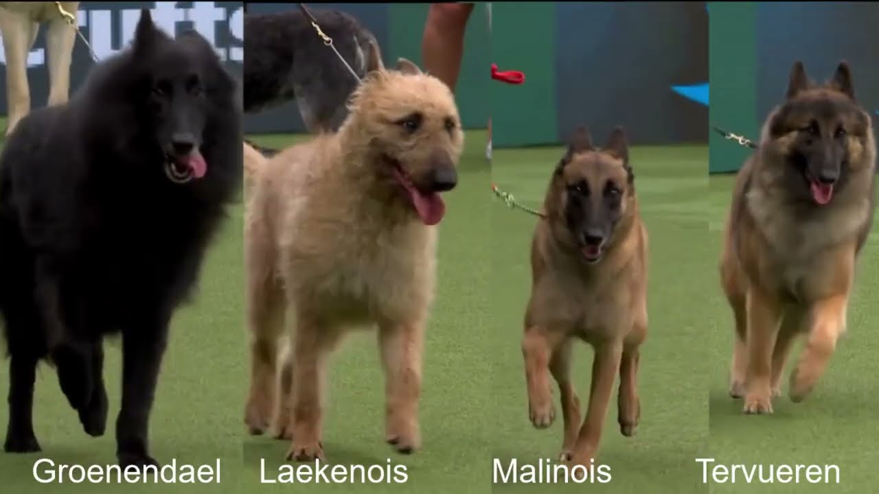 Belgian Shepherd Dogs