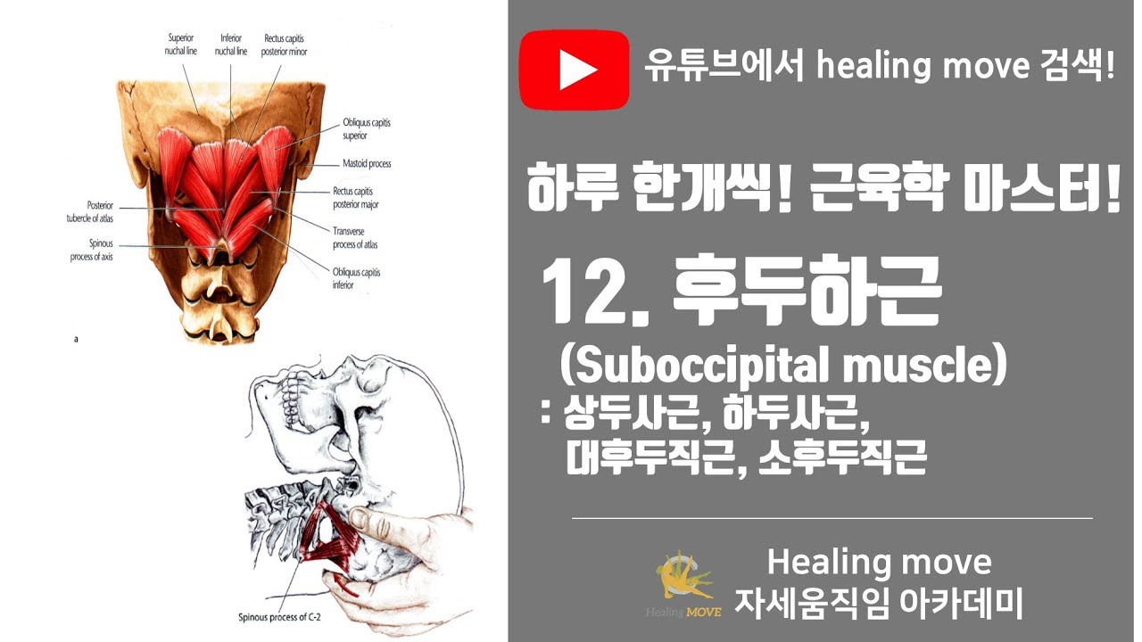 #12.후두하근(뒤통수 밑근, Suboccipital muscle)/근육학마스터/referred pain/MPS/trigger point/자세움직임아카데미/이지환