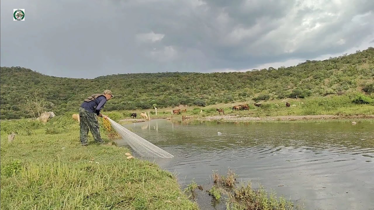 Buscando las tilapias en el rio y las encontré