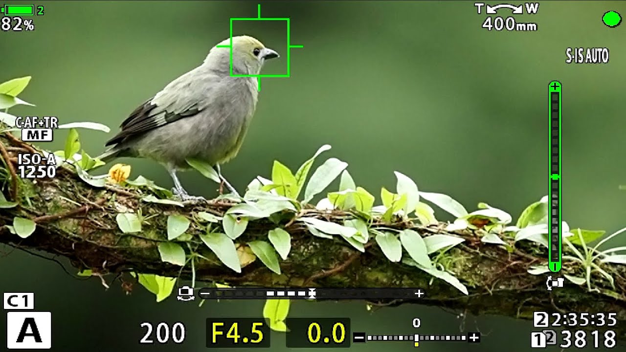 OLYMPUS E-M1X // DETEKCE PTÁKŮ // BIRD DETECTION