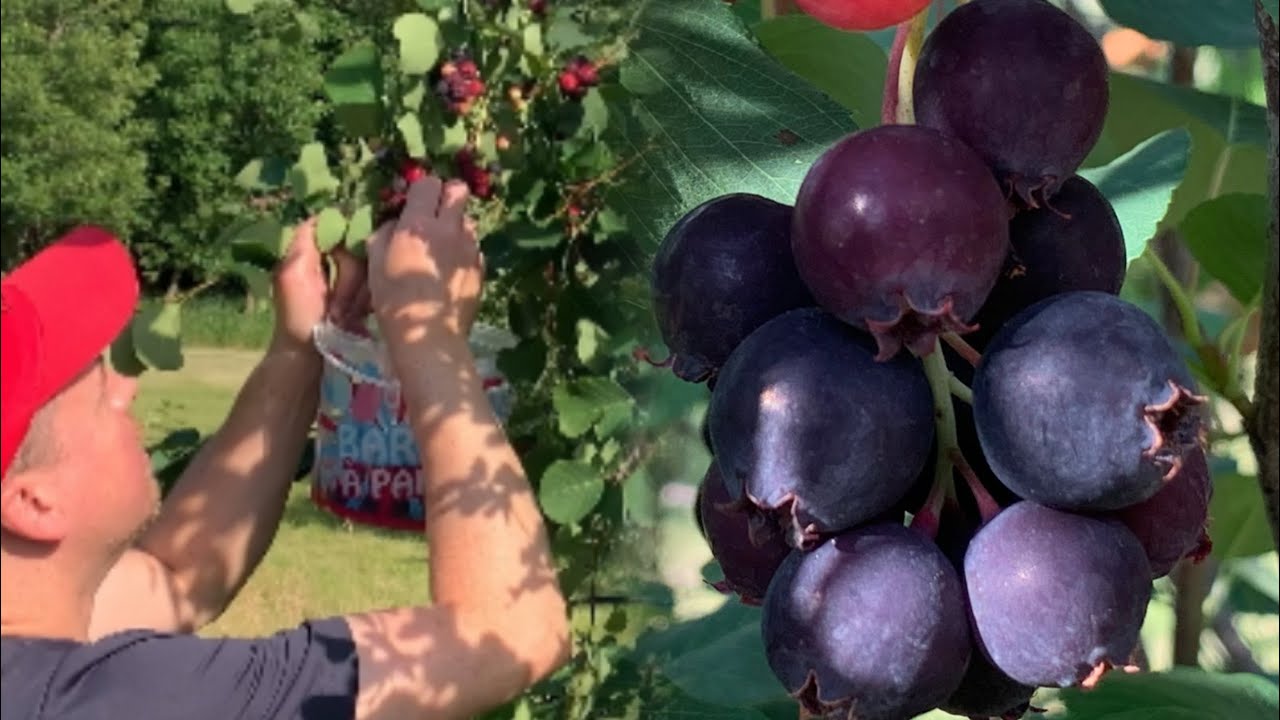Picking Saskatoon Berries At Graham’s Groves | Summer 2025