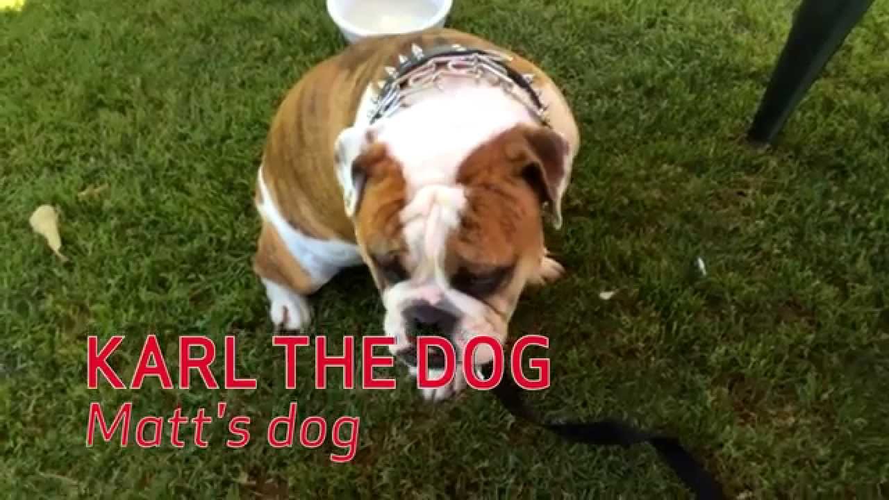 NHLPA Insider: Karl the dog's birthday