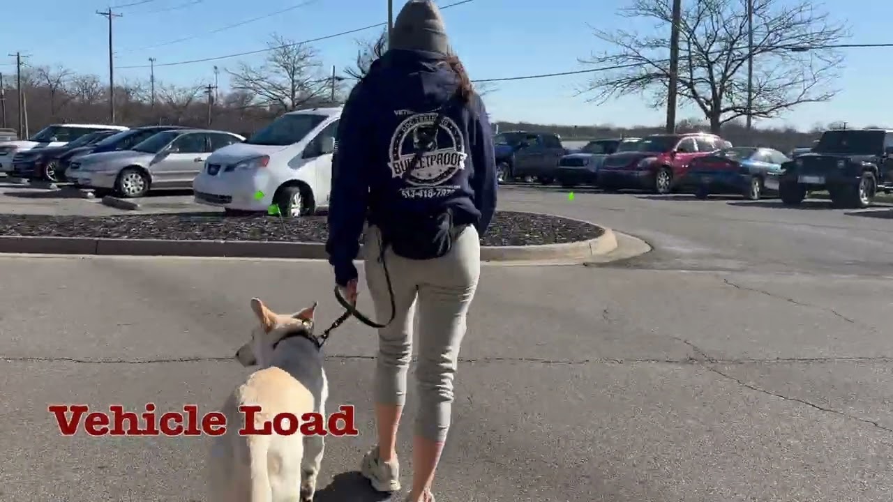 Lulu's Amazing Transformation | 15 Day Board & Train | 1 year old GSD #germanshepherd #offleash #k9