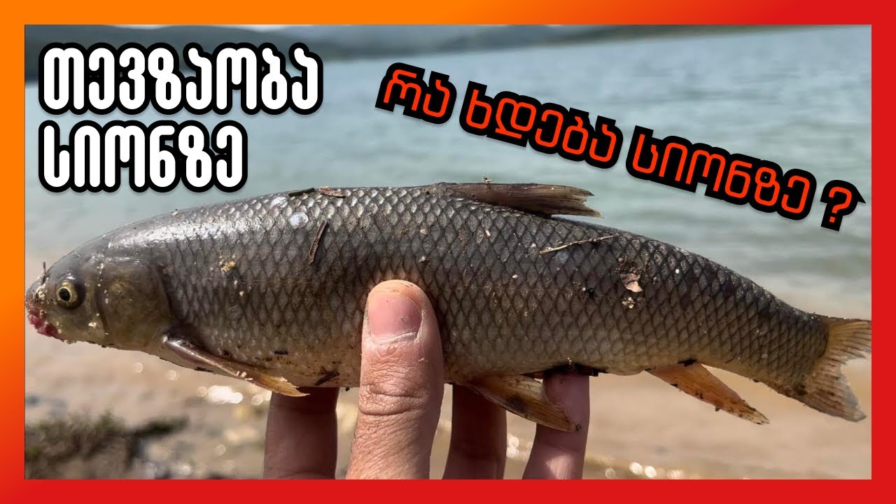 თევზაობა სიონის ტბაზე | სეზონს გახსნილად ვაცხადებ | რა ხდება სიონზე ?