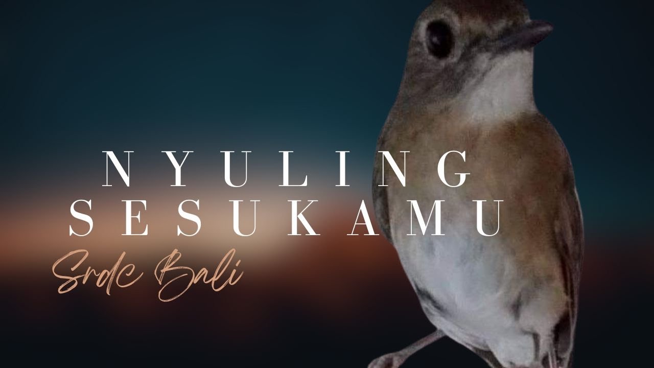 SRDC BALI NYULING SESUKA HATI